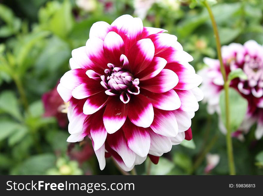 Dahlia White and Dark-red with Green Leaves