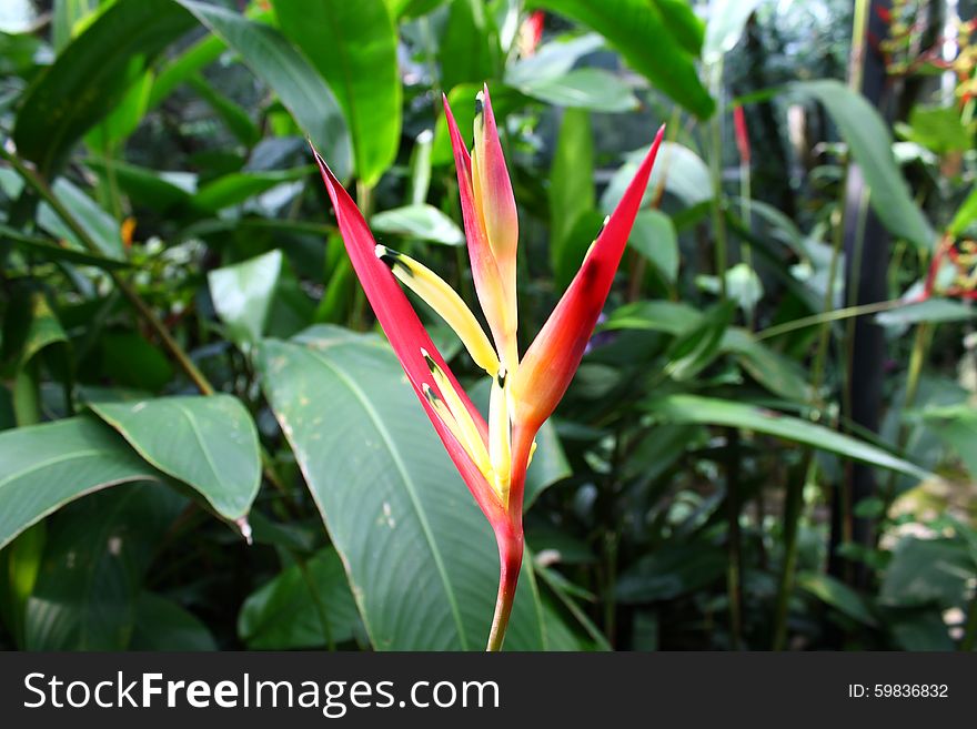 Close Up On An Exotic Thin Flower Plant With Jungle Background
