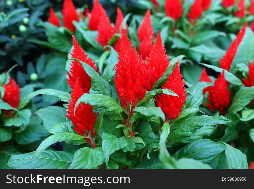 Plants witch a catchy red colour and Leaves in Background.