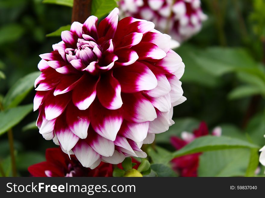 Dahlia White and Dark-red with Green Leaves