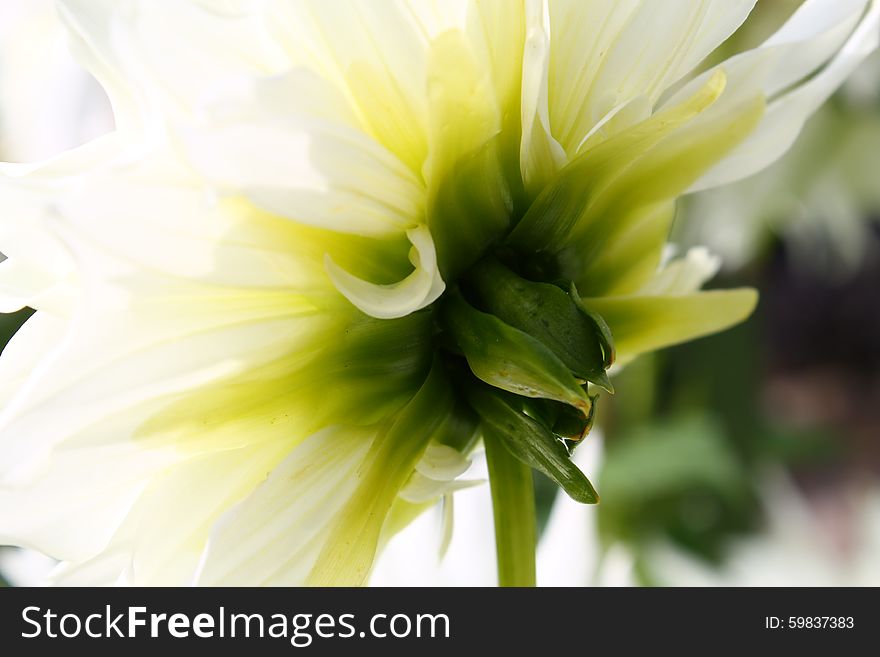A Close Up Shot Of A Dahlia From The Back With Sun Shining Through Leaves.