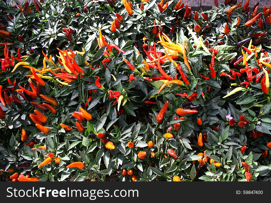 Fresh and Small Peppers Paprika Growing