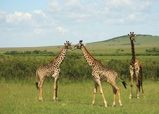 Three African Giraffe Stock Photography