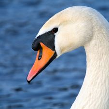 Art Portrait Of A Swan Royalty Free Stock Photography Art Portrait Of A Swan Royalty Free Stock Photography