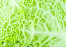 Cabbage Texture Stock Photography