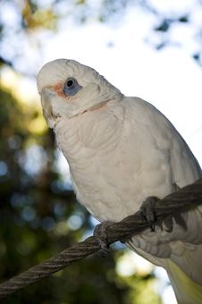 Bare Eyed Cockatoo Or Little Corellas Stock Images Bare Eyed Cockatoo Or Little Corellas Stock Images