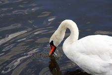 Swan Royalty Free Stock Photography Swan Royalty Free Stock Photography