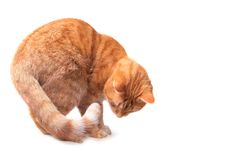 Ginger Cat Stock Image
