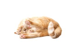 Ginger Cat Royalty Free Stock Photos