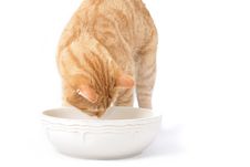 Ginger Cat Royalty Free Stock Photos