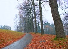 Autumn, Rain, Leaves And Road Royalty Free Stock Image