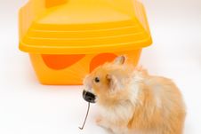 Hamster And House Royalty Free Stock Images