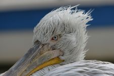 Pelican Head Closeup Royalty Free Stock Photos Pelican Head Closeup Royalty Free Stock Photos