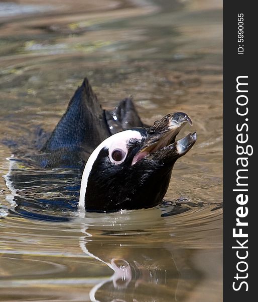 Penguin taking a swim in his pool. Penguin taking a swim in his pool