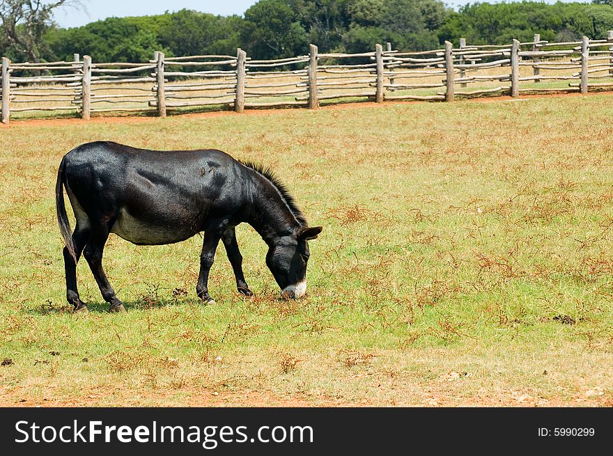 Photo of grazing black mule