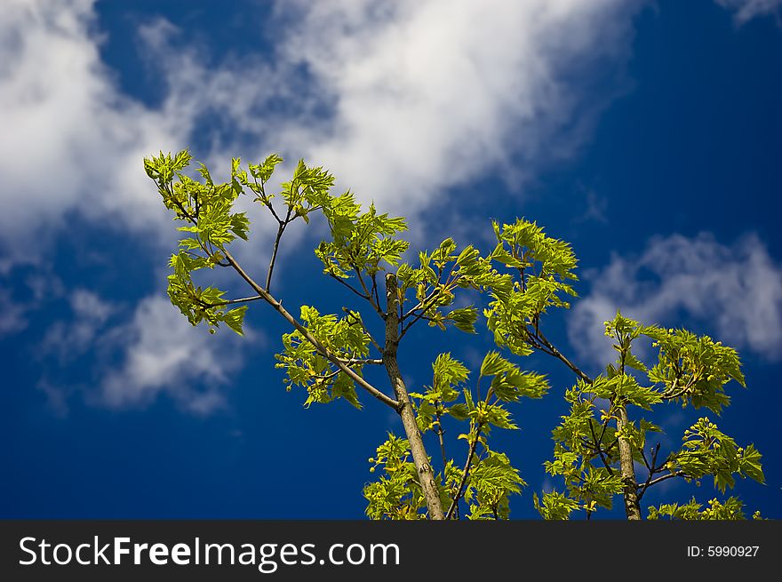 Branch with green leaves on blue sky background