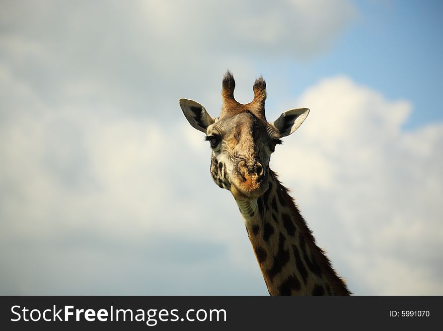 Portrait of a giraffe against the sky Kenya Africa