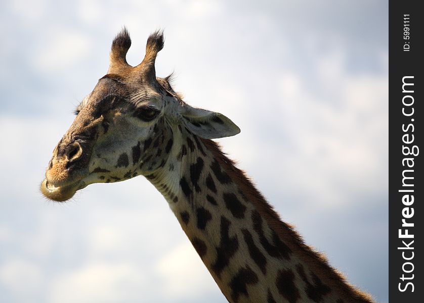 African Giraffe in Kenya Africa