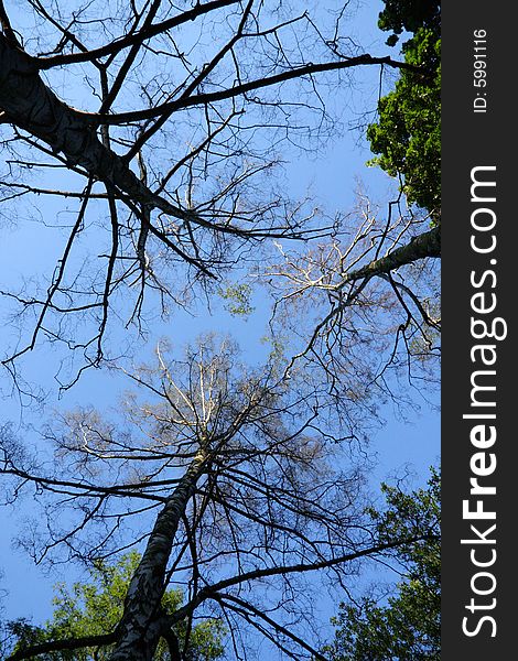 Three birch trees, photograph taken from the ground.