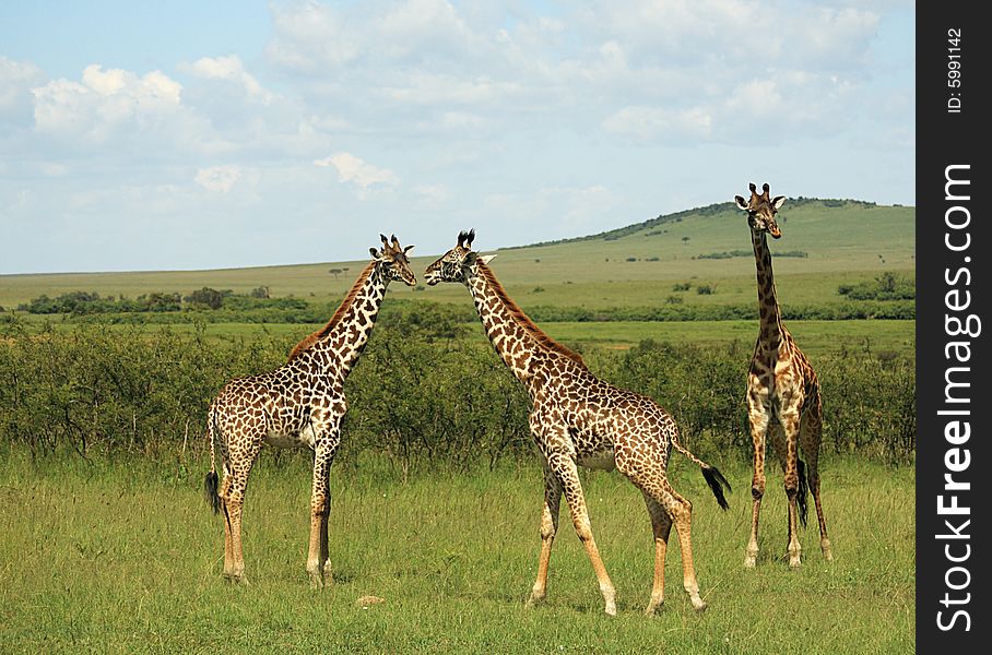 Three African giraffe in Masai Mara Kenya Africa