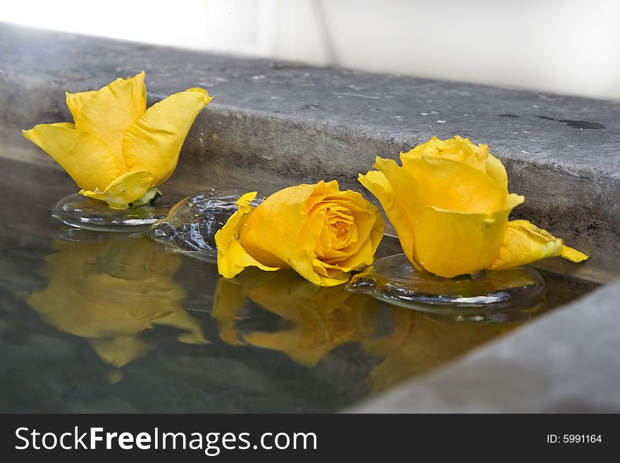 Three yellow roses floating on water. Three yellow roses floating on water