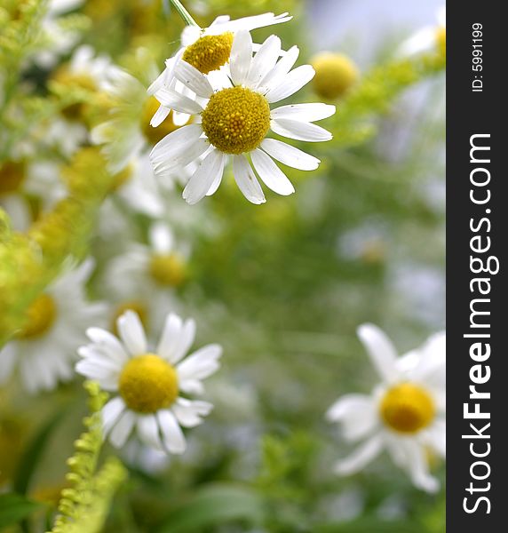 White chamomile on floral background. White chamomile on floral background