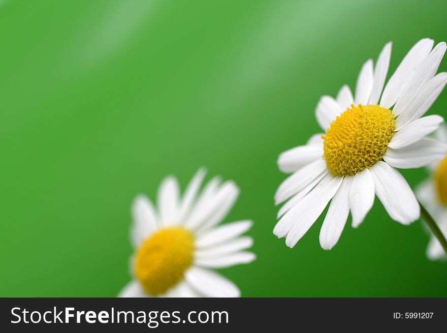 White chamomile on green background. White chamomile on green background