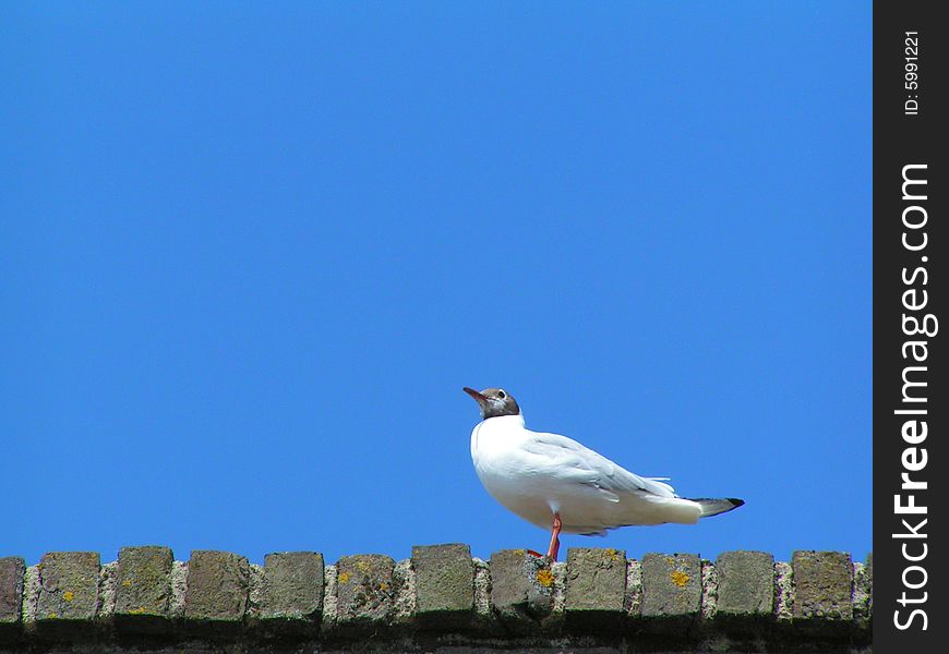 MINOLTA DIGITAL CAMERA, is a white bird on a strong blue sky. MINOLTA DIGITAL CAMERA, is a white bird on a strong blue sky.