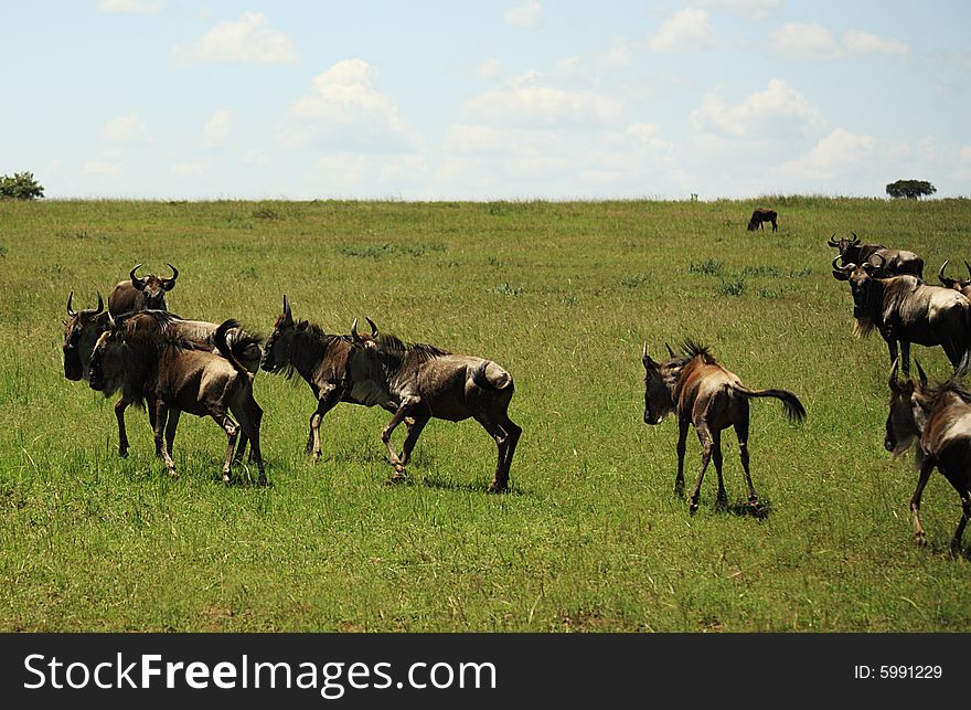 A her of wildebeest running in Kenya Africa. A her of wildebeest running in Kenya Africa