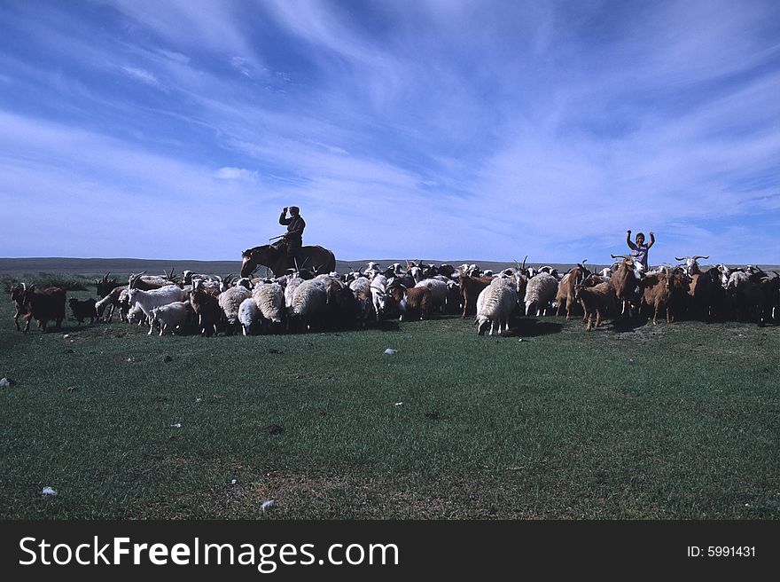In the summer season is easy to see in the mongolian central plateau this erratics shepherd with their sheep herd. In the summer season is easy to see in the mongolian central plateau this erratics shepherd with their sheep herd.