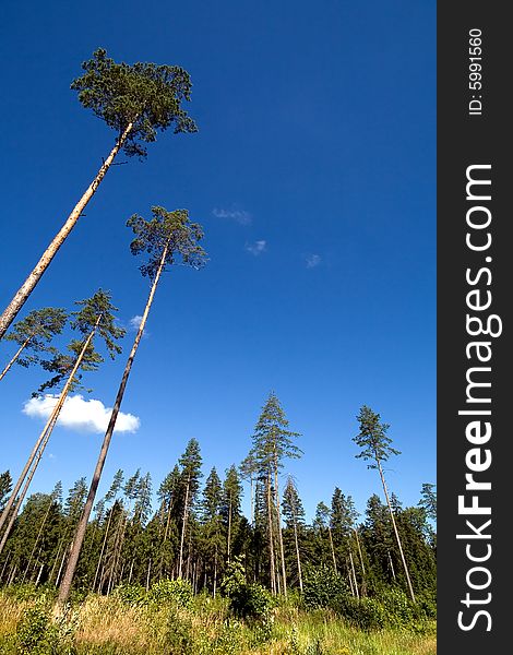 Perspective view of a pine wood on a background of the dark blue sky. Perspective view of a pine wood on a background of the dark blue sky