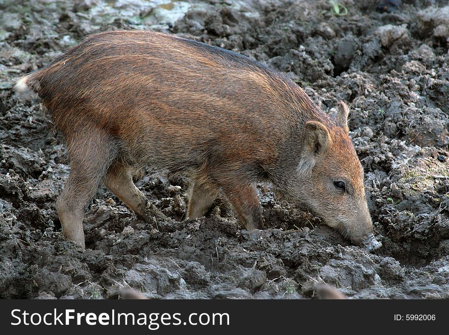 The photograph of small piglets (the wild boar)