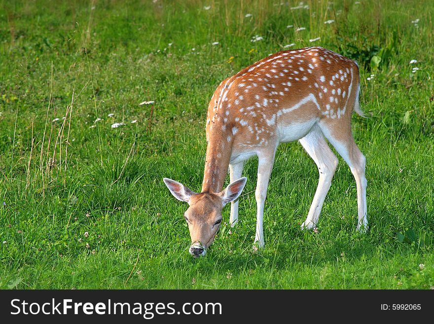 Photo of the fallow deer in the small zoo in Beskid mountains. Photo of the fallow deer in the small zoo in Beskid mountains.