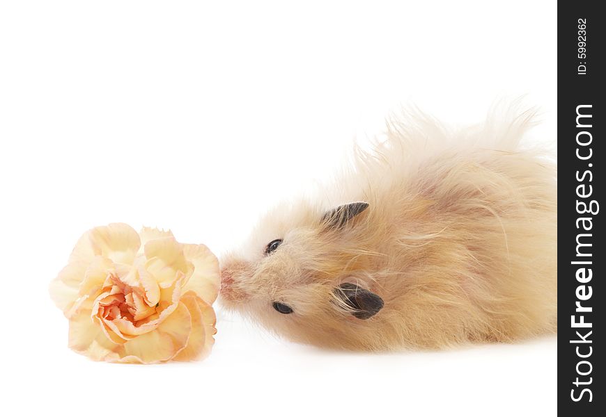 Fluffy hamster with beige flower. Fluffy hamster with beige flower