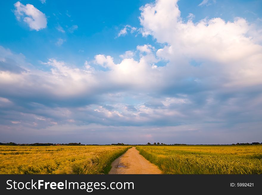 Bright cereal meadow and agriculture farmland with blue sky and clouds and in the middle a country road. Bright cereal meadow and agriculture farmland with blue sky and clouds and in the middle a country road