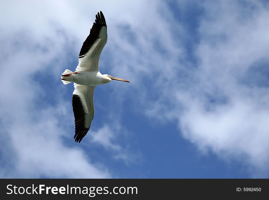 Pelican flying in Alberta with blue sky on background. Pelican flying in Alberta with blue sky on background