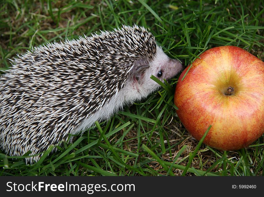 Young hedgehog and an res apple on green grass. Young hedgehog and an res apple on green grass