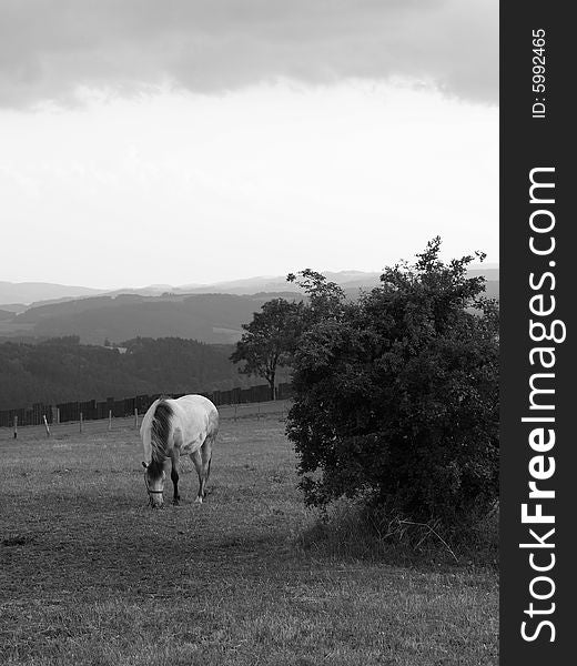 Horse on meadow in black and white