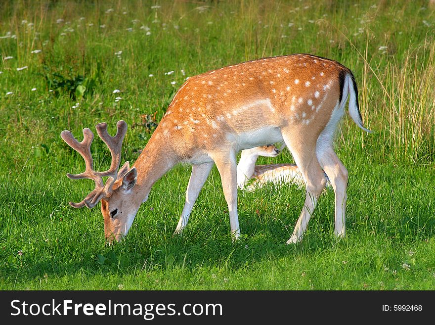 Photo of the fallow deer in the small zoo in Beskid mountains. Photo of the fallow deer in the small zoo in Beskid mountains.