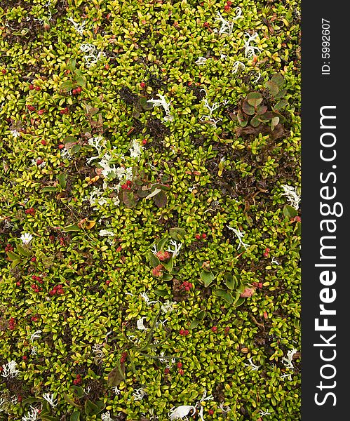 Moss Background With Cowberries