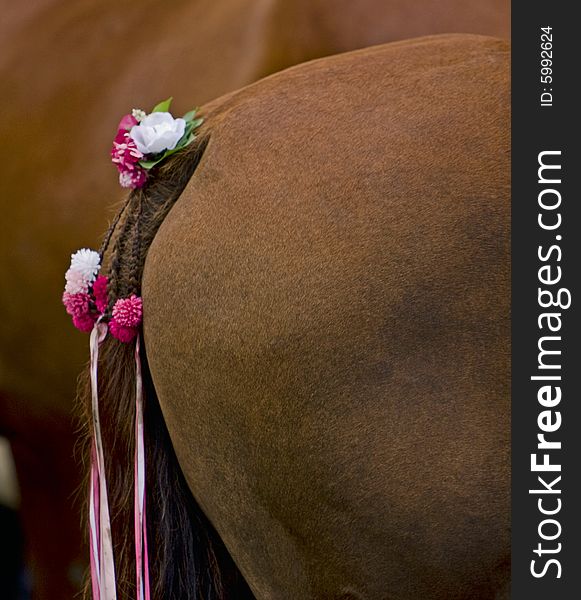 The tail of a farm horse during a tilting competition. The tail of a farm horse during a tilting competition.