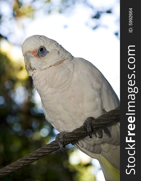 A beautiful Bare eyed Cockatoo also called Little Corella in a wildlife sanctuary. A beautiful Bare eyed Cockatoo also called Little Corella in a wildlife sanctuary.