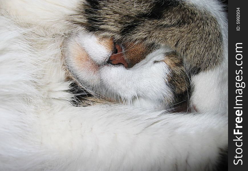 Cat is hiding his face with paw. Cat is hiding his face with paw