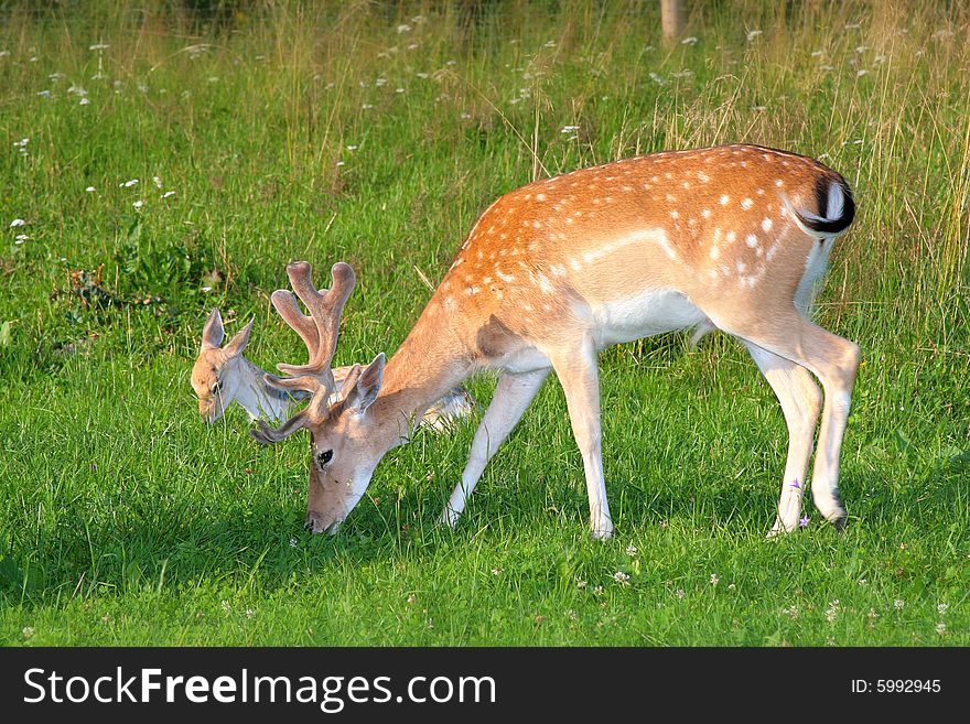 Photo of the fallow deer in the small zoo in Beskid mountains. Photo of the fallow deer in the small zoo in Beskid mountains.