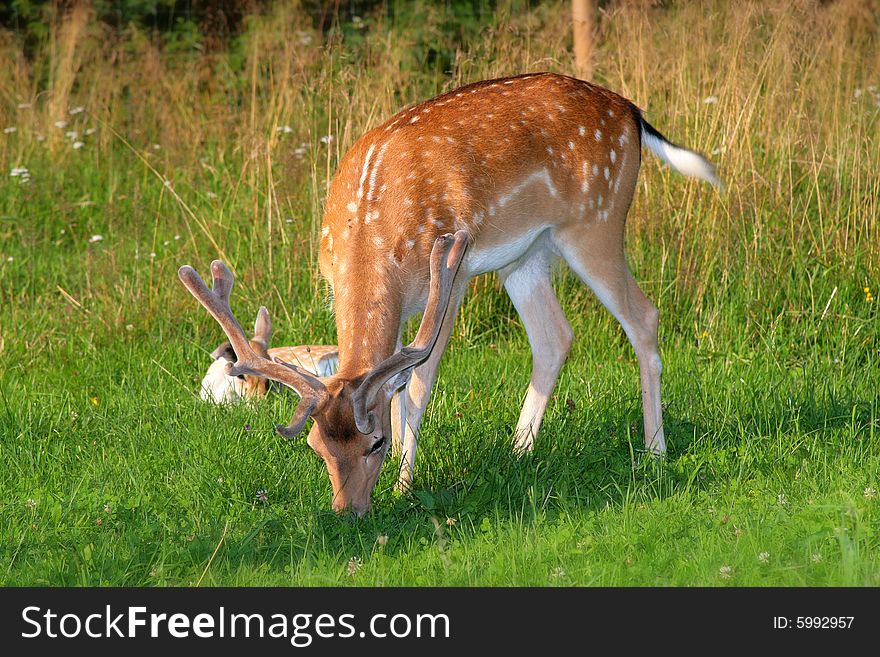 Photo of the fallow deer in the small zoo in Beskid mountains. Photo of the fallow deer in the small zoo in Beskid mountains.