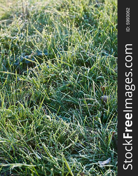 Grass with rime and dew drops in a morning light, selective focus. Grass with rime and dew drops in a morning light, selective focus