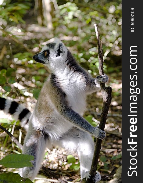 A Ringtail Lemur standing on his hind legs holding on to a stick.