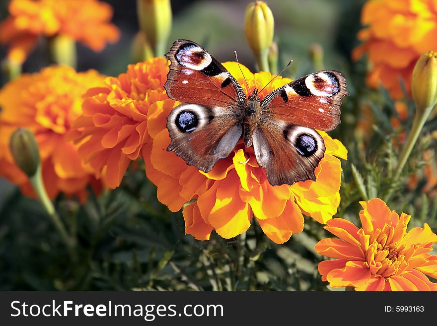 Beautiful butterfly on the yellow flower