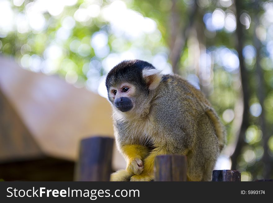 Adorable squirrel monkey sitting on a fence in a wildlife sanctuary.