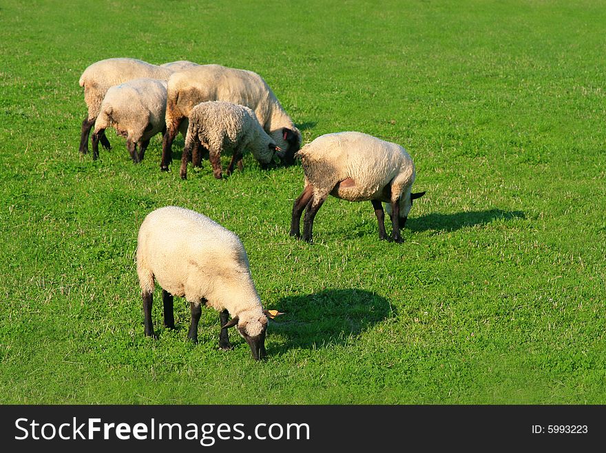 Photo of a lot of sheep on the green background. Photo of a lot of sheep on the green background